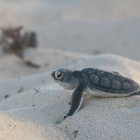 Liberación de tortugas en Isla Mujeres